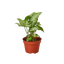 Syngonium 'White Butterfly' plant with light green to grey-white arrowhead-shaped leaves