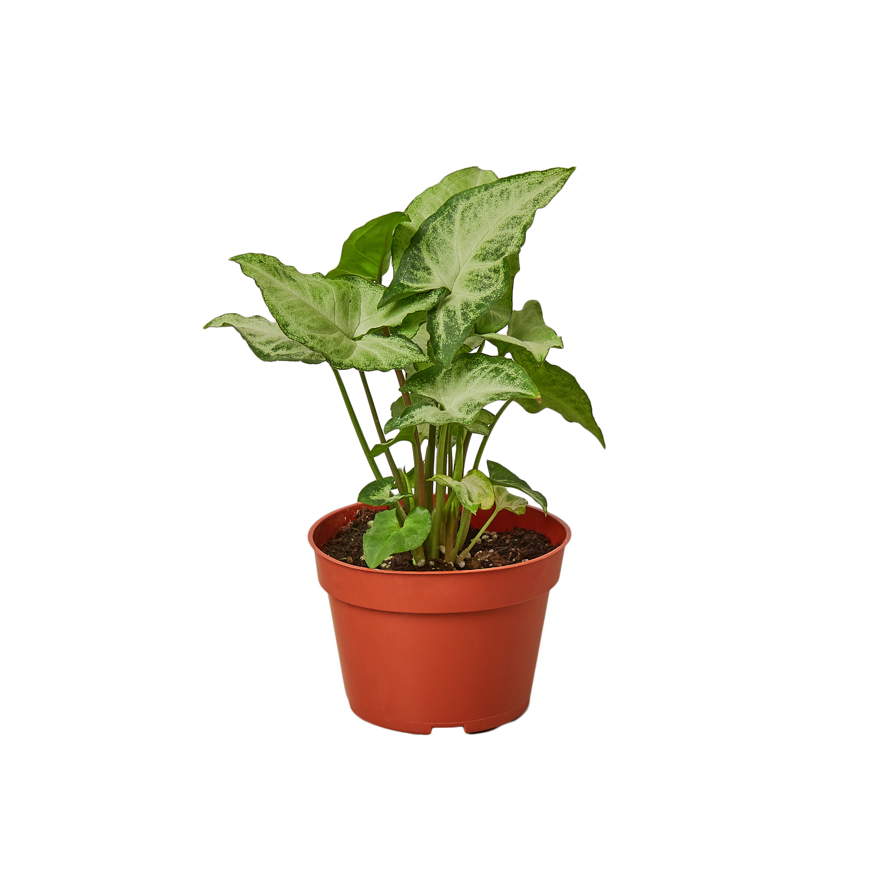 Syngonium 'White Butterfly' plant with light green to grey-white arrowhead-shaped leaves