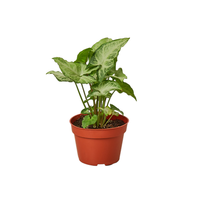 Syngonium 'White Butterfly' plant with light green to grey-white arrowhead-shaped leaves