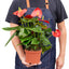 Full view of a healthy, bushy Anthurium 'Red' plant with multiple red blooms
