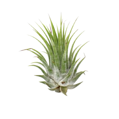 A group of five vibrant green Tillandsia Ionantha Air Plants, some with red blushing tips