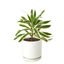 Dracaena 'Song of India' displayed in a way that suggests keeping it away from pets