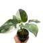 Philodendron 'White Princess' plant displayed with a warning to keep away from pets and children