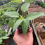 Pothos 'Cebu Blue' plant displayed with a warning to keep away from pets and children