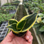 Snake Plant 'Black Gold' displayed with a warning to keep away from pets