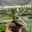 Close-up of the vibrant purple, pink, and green variegation on a Tradescantia 'Nanouk' leaf