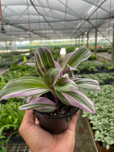 Close-up of the vibrant purple, pink, and green variegation on a Tradescantia 'Nanouk' leaf