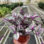 Tradescantia 'Nanouk' trailing beautifully from a hanging basket