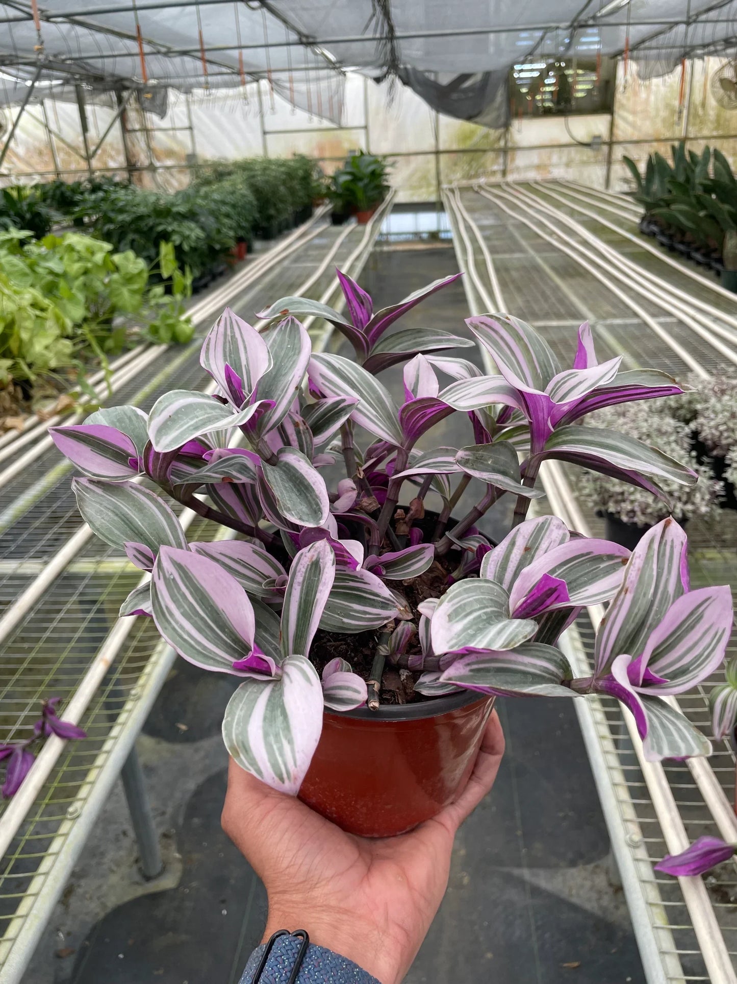 Tradescantia 'Nanouk' trailing beautifully from a hanging basket