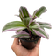 Tradescantia 'Nanouk' plant with purple, pink, and green variegated leaves