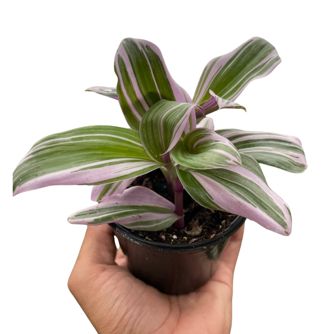 Tradescantia 'Nanouk' plant with purple, pink, and green variegated leaves