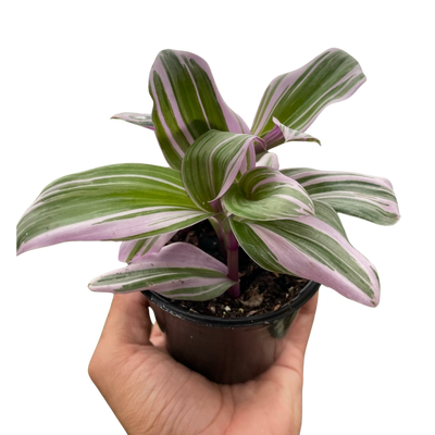 Tradescantia 'Nanouk' plant with purple, pink, and green variegated leaves
