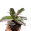 Tradescantia 'Nanouk' in a decorative pot, showcasing its lush growth