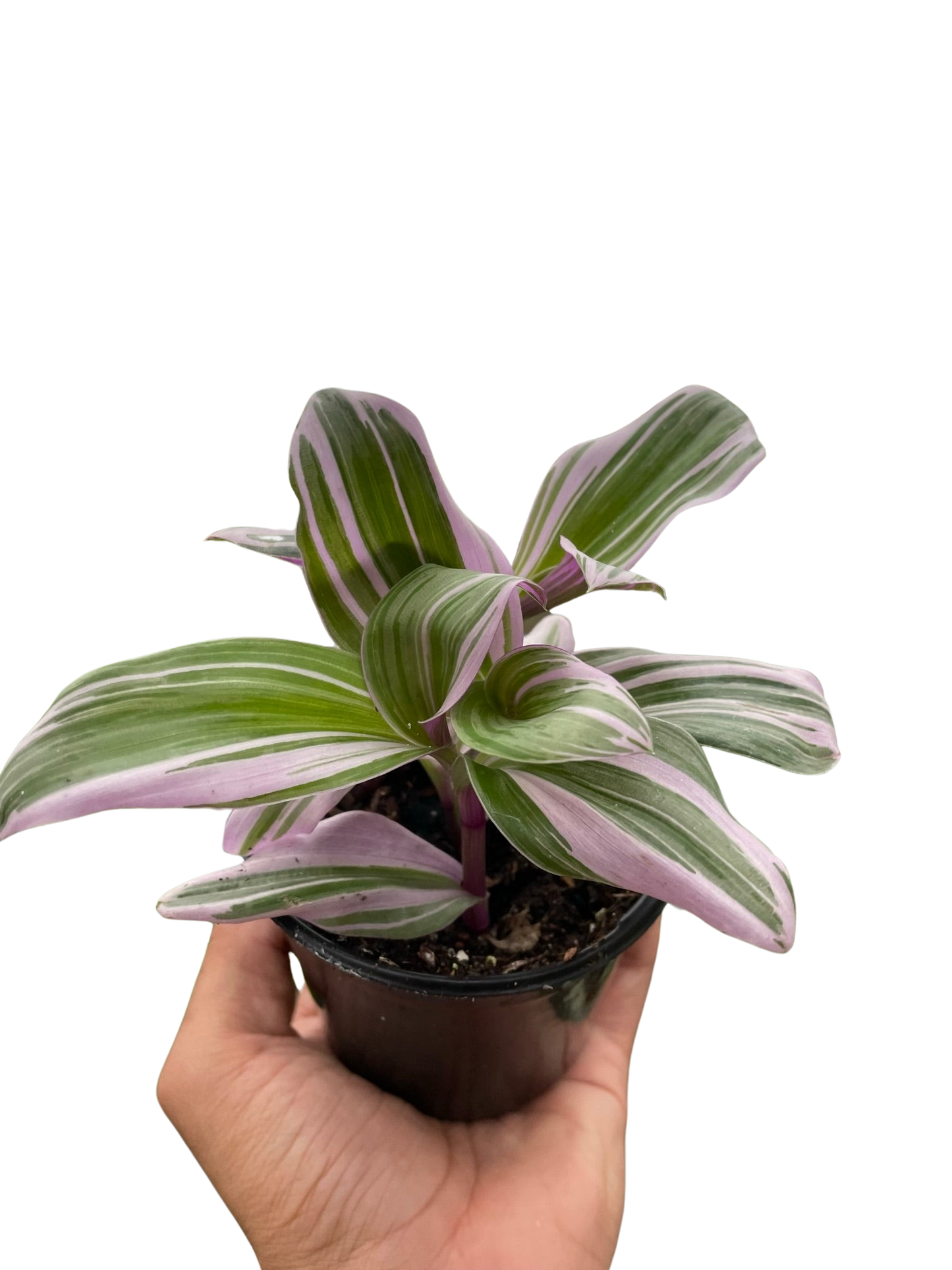 Tradescantia 'Nanouk' in a decorative pot, showcasing its lush growth