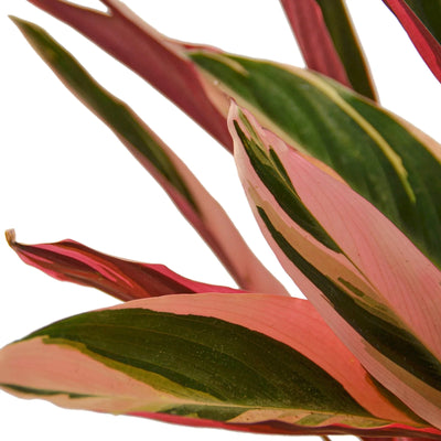 Close-up of a Stromanthe Triostar leaf showing vibrant pink, cream, and dark green variegation
