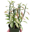 Variegated Devil's Backbone Euphorbia with its distinctive zig-zag stems and variegated leaves