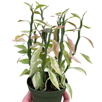 Variegated Devil's Backbone Euphorbia with its distinctive zig-zag stems and variegated leaves