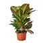 English Ivy 'Gold Child' enhancing indoor decor with its bright foliage