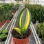 Close-up of the striking green and yellow variegation on a Sansevieria masoniana leaf