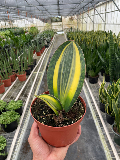Close-up of the striking green and yellow variegation on a Sansevieria masoniana leaf