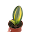 Full view of a tall, upright Variegated Whale Fin Snake Plant in a pot