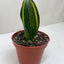 Variegated Shark Fin Snake Plant as a modern interior decor statement piece