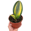 Variegated Shark Fin Snake Plant with large green and yellow paddle-like leaves