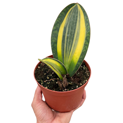 Variegated Shark Fin Snake Plant with large green and yellow paddle-like leaves