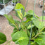 Detail of the waxy foliage of the Hoya Obovata Reverse, illustrating its Wax Plant characteristic