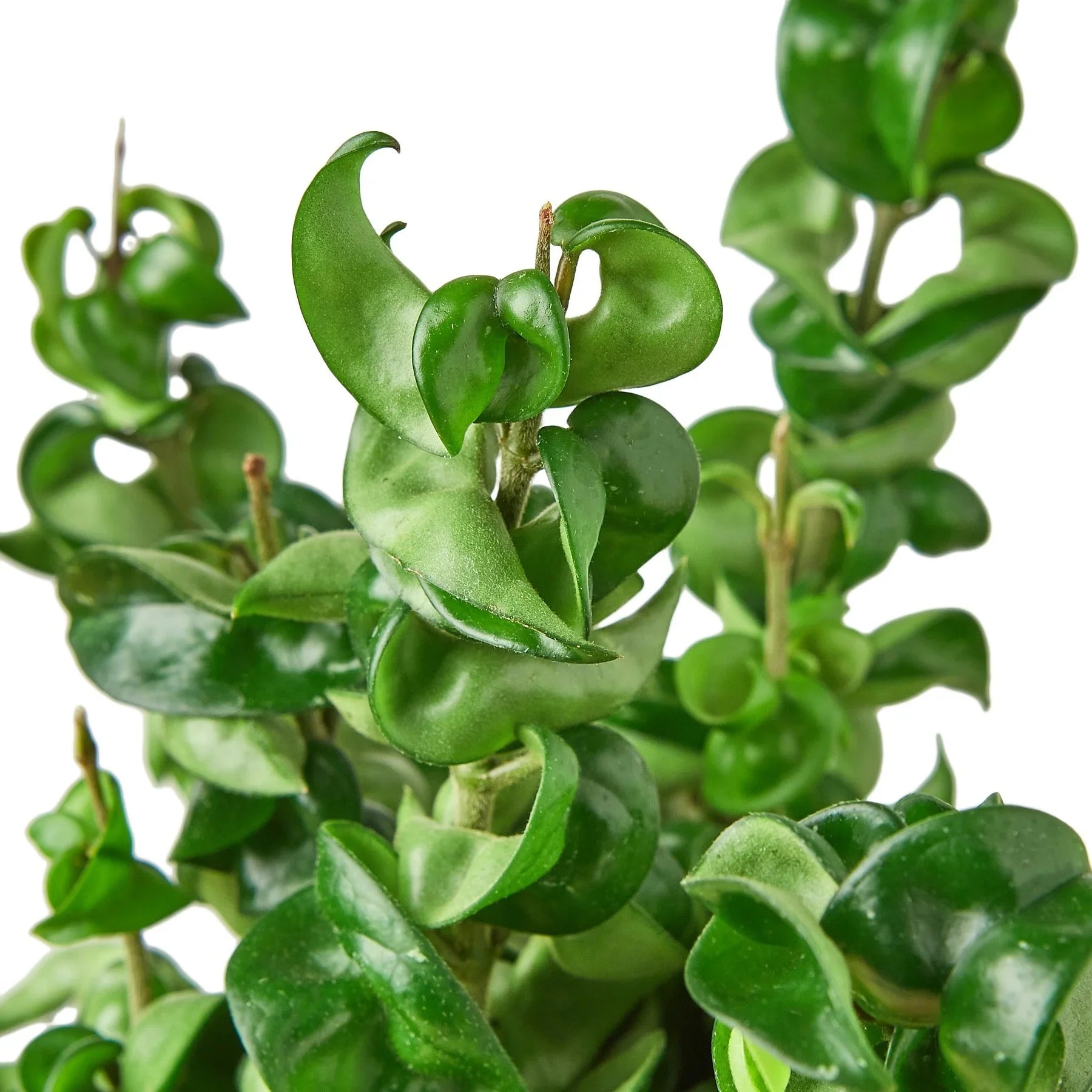 Close-up of Hoya Rope Plant leaves with water droplets, highlighting their waxy texture