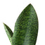 Close-up of a Whale Fin Snake Plant leaf showing its unique shape and subtle dark green patterns
