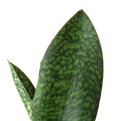 Close-up of a Whale Fin Snake Plant leaf showing its unique shape and subtle dark green patterns

