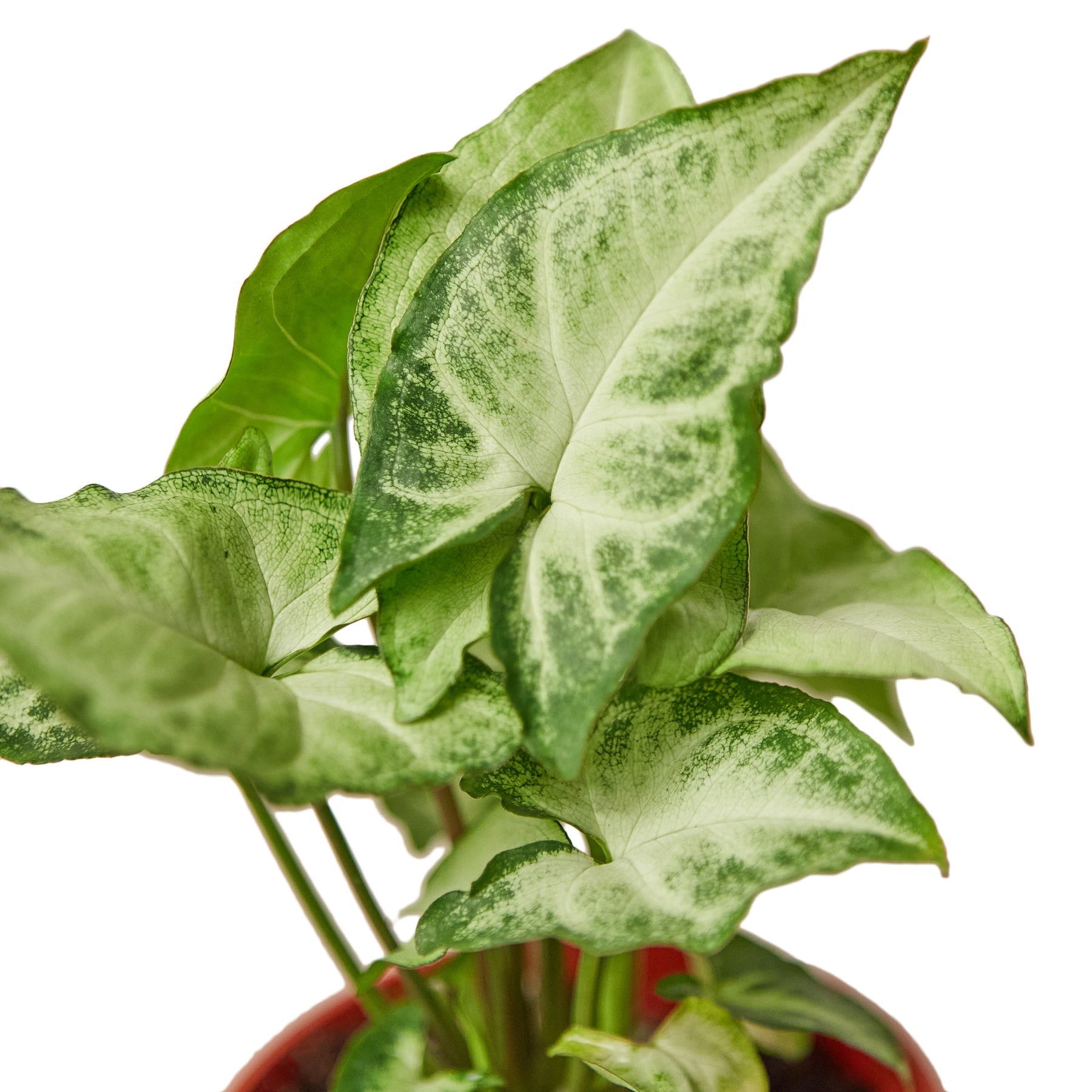 Close-up of a single variegated leaf of Syngonium 'White Butterfly' showing its pale center and green edge
