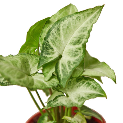 Close-up of a single variegated leaf of Syngonium 'White Butterfly' showing its pale center and green edge