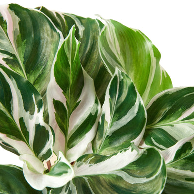 Close-up of a Calathea 'White Fusion' leaf showing its intricate white markings and green veins