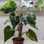 Various leaves of a Philodendron 'White Princess' showing different patterns of white variegation