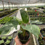 Close-up of a White Princess Philodendron leaf showing its stunning white variegation against green