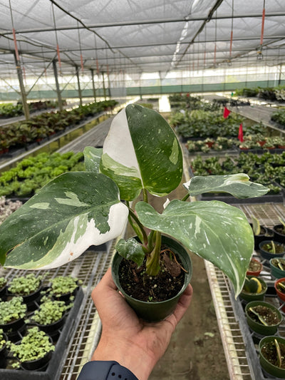 Close-up of a White Princess Philodendron leaf showing its stunning white variegation against green