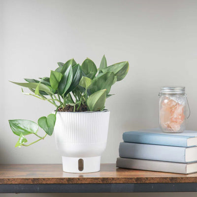 Close-up of the white 6-inch self-watering planter, highlighting its functional design (e.g., water reservoir, wicking system if visible).