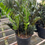ZZ Zamioculcas 'Black Queen' in a modern pot, highlighting its upright architectural form
