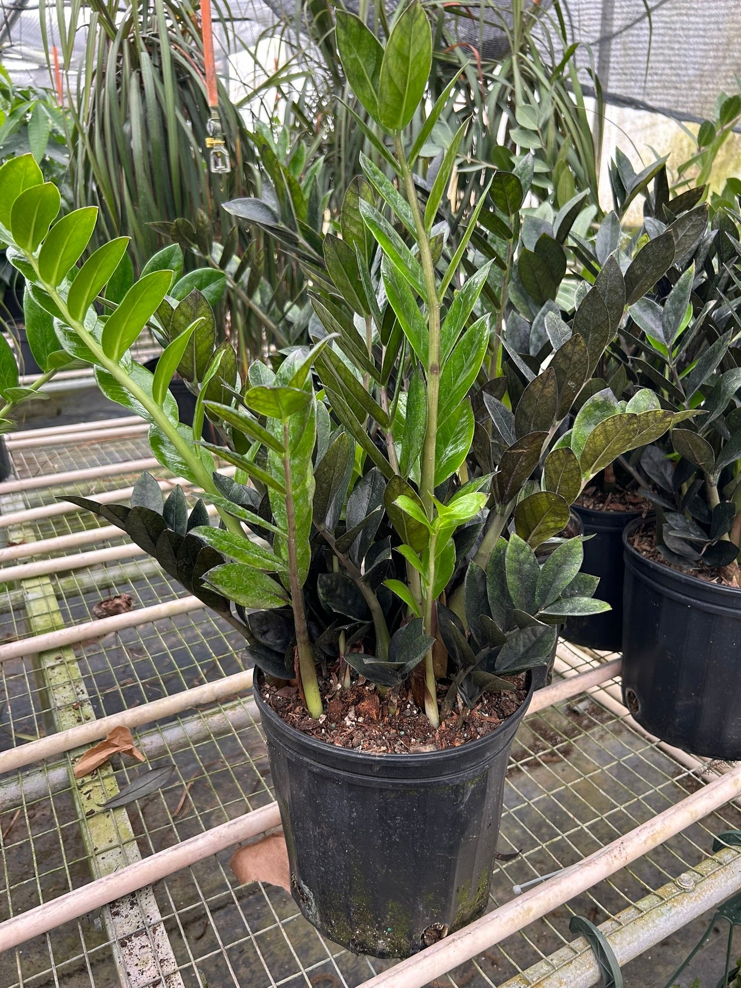 ZZ Zamioculcas 'Black Queen' in a modern pot, highlighting its upright architectural form
