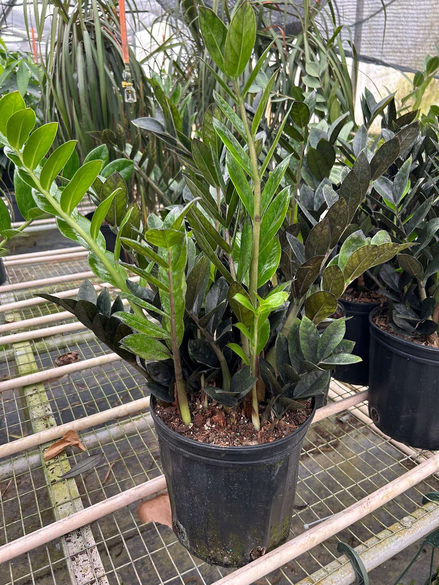 ZZ Zamioculcas 'Black Queen' in a modern pot, highlighting its upright architectural form