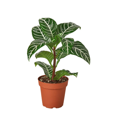 Zebra House Plant (Aphelandra squarrosa) with its distinctive striped green and white leaves