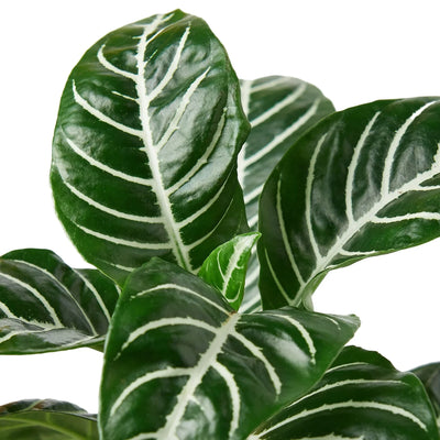 Close-up of the striped leaves of a Zebra House Plant, showing the contrasting veins