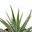 Close-up of the distinct white horizontal stripes on the leaves of a Zebra Haworthia