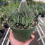 Top-down view of the compact rosette growth of the Zebra Succulent