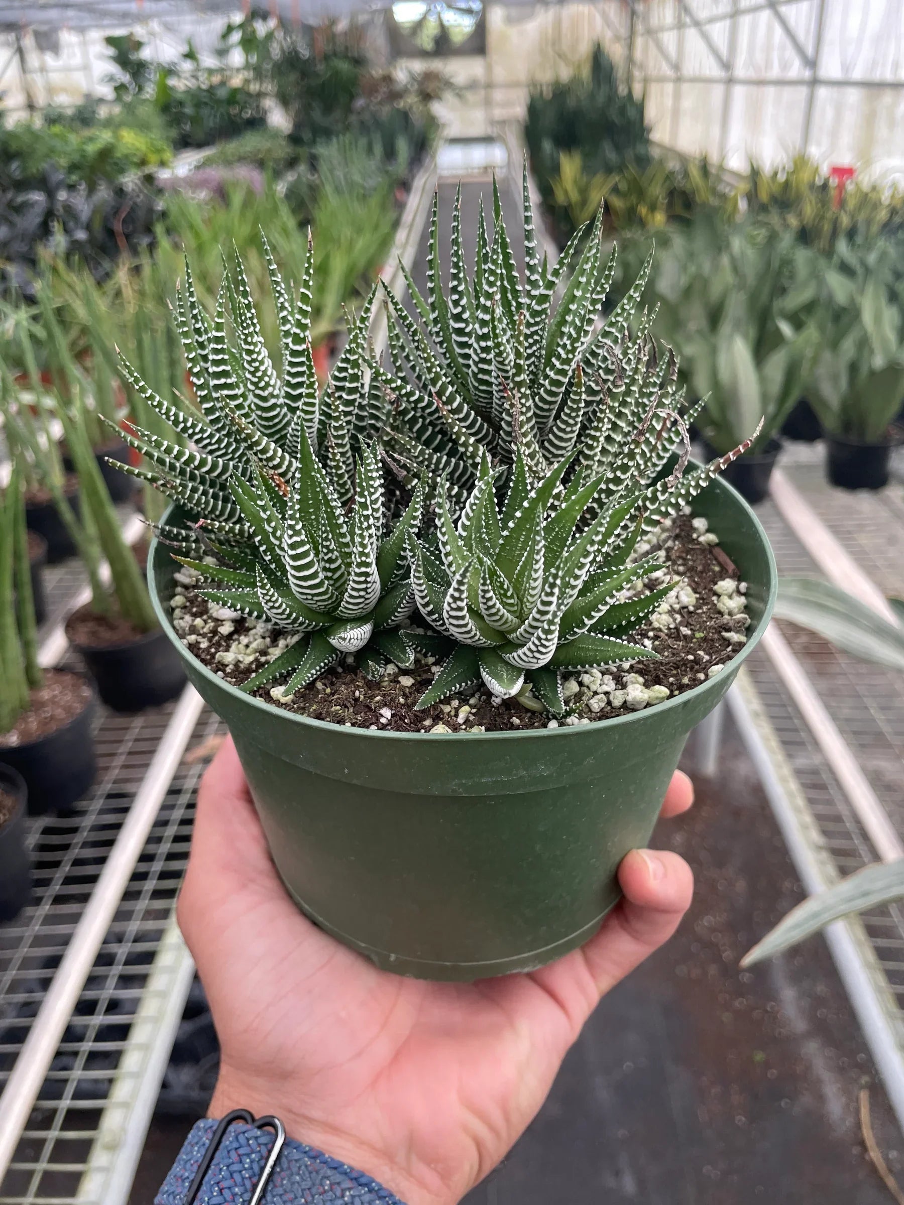 Top-down view of the compact rosette growth of the Zebra Succulent
