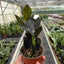 Close-up of the deep black leaves of the Zamioculcas 'Black Queen'