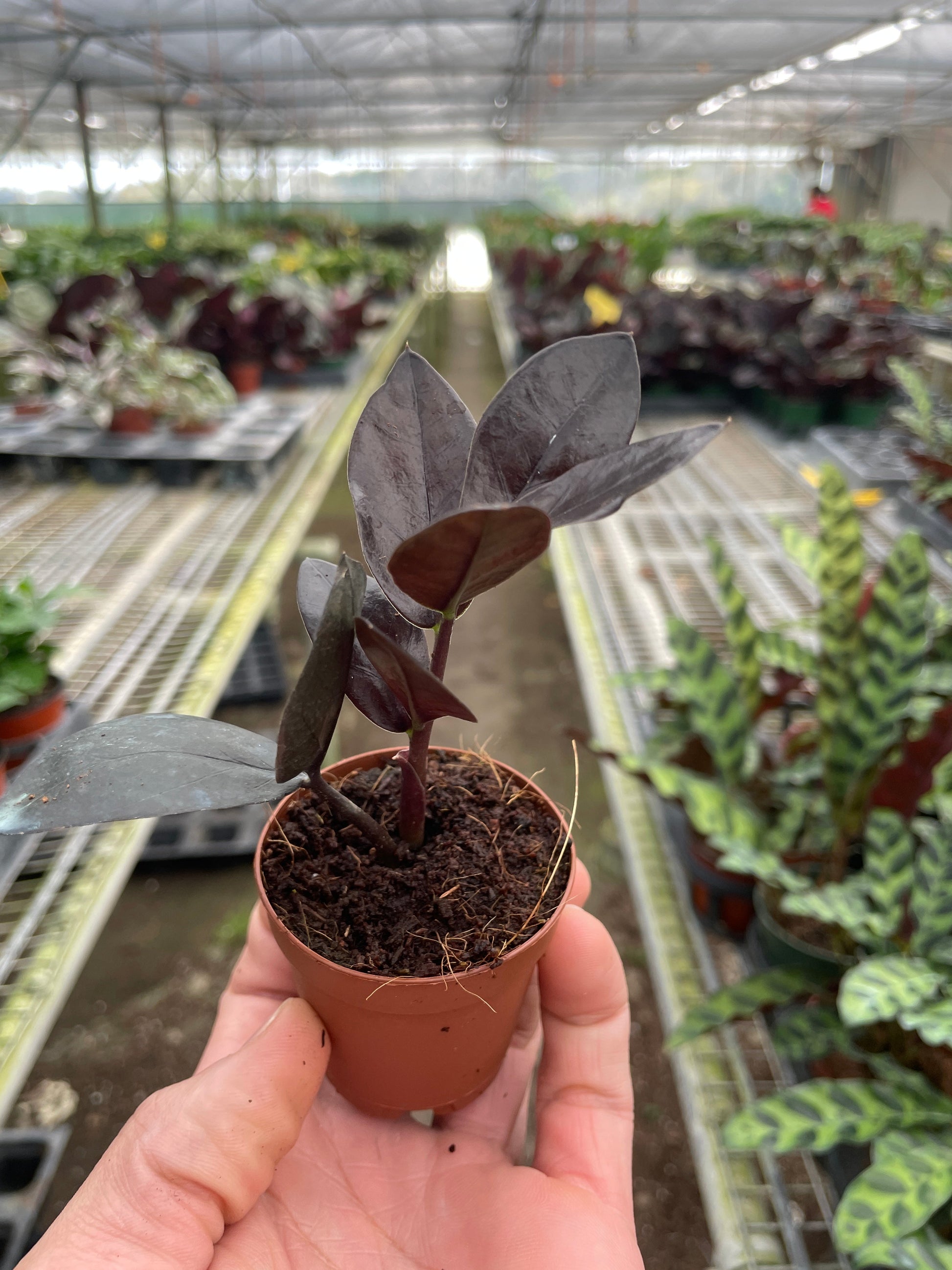 ZZ plant demonstrating its ability to survive in very low light conditions in a dim corner