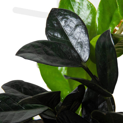 ZZ 'Black Queen' showing a mix of bright green new leaves and gradually turning black mature foliage